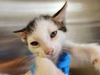 Adopt Landon a White Domestic Shorthair / Domestic Shorthair / Mixed cat in