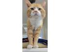 Adopt Pyrite a Domestic Short Hair