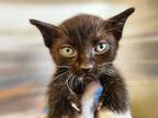 Adopt Landon a All Black Domestic Shorthair / Domestic Shorthair / Mixed cat in
