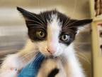 Adopt Faye a White Domestic Shorthair / Domestic Shorthair / Mixed cat in Green