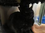 Adopt Isopod a All Black Domestic Shorthair / Domestic Shorthair / Mixed cat in