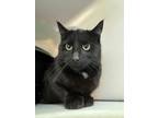 Adopt Void a All Black Domestic Shorthair / Domestic Shorthair / Mixed cat in