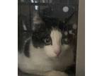 Adopt 55919770 a All Black Domestic Shorthair / Domestic Shorthair / Mixed cat