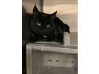 Adopt 55919754 a All Black Domestic Shorthair / Domestic Shorthair / Mixed cat