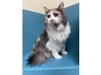 Adopt Rose a Gray or Blue Domestic Longhair / Domestic Shorthair / Mixed cat in