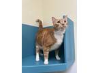 Adopt Oliver a Orange or Red Domestic Shorthair / Mixed Breed (Medium) / Mixed
