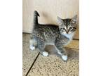 Adopt Roan a Brown or Chocolate Domestic Shorthair / Domestic Shorthair / Mixed