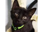 Adopt Elio a All Black Domestic Shorthair / Domestic Shorthair / Mixed cat in