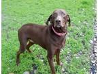 Adopt Scout a Brown/Chocolate German Shorthaired Pointer / Coonhound / Mixed