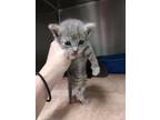 Adopt Cygnus a Gray or Blue Domestic Shorthair / Domestic Shorthair / Mixed cat