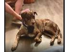 NEEDED: ROOM for 62 yr old man & Catahoula ($500-$700)