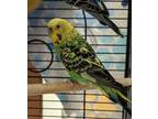 Adopt Greenbean - Bonded to Rocco a Green Budgie / Mixed bird in Lewiston