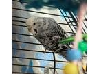 Adopt Rocco - Bonded to Greenbean a Gray Budgie / Mixed bird in Lewiston