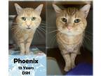 Adopt Phoenix a Orange or Red Domestic Shorthair / Domestic Shorthair / Mixed