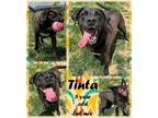 Adopt Tinta a Brown/Chocolate Labrador Retriever / Mixed dog in Franklin