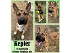 Adopt Kepler a Tan/Yellow/Fawn German Shepherd Dog / Mixed Breed (Medium) /