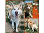 Adopt Rojo a Brindle Husky / Mixed Breed (Medium) / Mixed (short coat) dog in