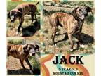 Adopt Jack a Black Bernese Mountain Dog / Mixed Breed (Medium) / Mixed (short