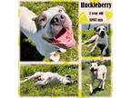 Adopt Huckleberry a White American Pit Bull Terrier / Mixed Breed (Medium) /