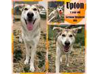 Adopt Upton a Black German Shepherd Dog / Mixed Breed (Medium) / Mixed (short