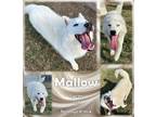 Adopt Mallow a White Samoyed / Mixed Breed (Medium) / Mixed (short coat) dog in