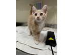 Adopt Callie a Tan or Fawn Domestic Shorthair / Domestic Shorthair / Mixed cat