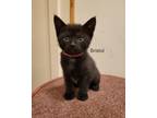 Adopt Bristol a All Black Domestic Shorthair / Domestic Shorthair / Mixed cat in