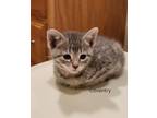 Adopt Coventry a Gray or Blue Domestic Shorthair / Domestic Shorthair / Mixed