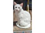 Adopt Popcorn a White Domestic Shorthair / Domestic Shorthair / Mixed cat in The