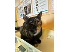 Adopt Eevee a All Black Domestic Shorthair / Domestic Shorthair / Mixed cat in