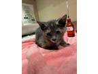 Adopt Baby Bell a Gray or Blue Domestic Shorthair / Mixed Breed (Medium) / Mixed