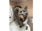 Adopt Saber a Gray or Blue Domestic Shorthair / Domestic Shorthair / Mixed cat