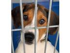 Adopt Daisy a White Beagle / Mixed dog in Lancaster, SC (41462474)