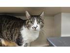 Adopt Marley a White Domestic Shorthair / Domestic Shorthair / Mixed cat in