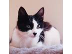 Adopt Swifty a All Black Domestic Shorthair / Domestic Shorthair / Mixed cat in