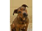 Adopt Glinda 52453 a Brown/Chocolate Mixed Breed (Large) / Mixed dog in Aiken
