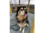 Adopt Archer a Black Border Collie / Alaskan Klee Kai / Mixed (short coat) dog