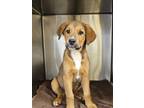 Adopt Luca a Tan/Yellow/Fawn Shepherd (Unknown Type) / Mixed dog in