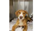 Adopt Alberto a Tan/Yellow/Fawn Hound (Unknown Type) / Mixed dog in
