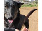 Adopt Limerick a Black - with Tan, Yellow or Fawn German Shepherd Dog / Mixed