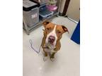 Adopt Duke a Tan/Yellow/Fawn American Pit Bull Terrier / Mixed dog in Irving
