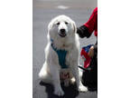 Adopt Jojo a White Great Pyrenees / Mixed dog in Espanola, NM (41411439)