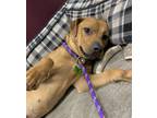 Adopt Naomi - Available in Foster a Brown/Chocolate Mixed Breed (Medium) / Mixed