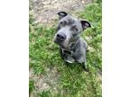 Adopt Knight a Gray/Blue/Silver/Salt & Pepper American Pit Bull Terrier / Mixed