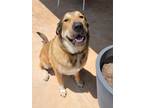 Adopt Roux a Red/Golden/Orange/Chestnut - with Black German Shepherd Dog / Great