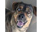 Adopt Oscar a German Shepherd Dog / Mixed dog in Troutdale, OR (41460870)