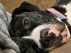 Adopt Ouija a Black - with White Dogo Argentino / American Pit Bull Terrier /
