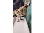 Adopt Mr. Doodle a White Chicken / Mixed bird in Ann Arbor, MI (41462168)
