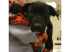 Adopt Gandalf a Black Labrador Retriever / Mixed dog in Ann Arbor, MI (41367238)