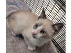 Adopt Rick a Tan or Fawn Domestic Shorthair / Domestic Shorthair / Mixed cat in